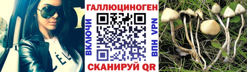 где купить наркотик hydra маркетплейс Псилоцибиновые грибы Cubensis Княгинино